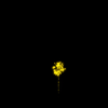 vehicle-image